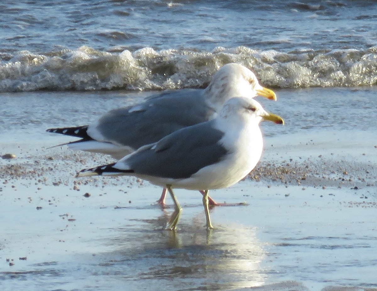 Herring Gull (Vega) - ML538221651