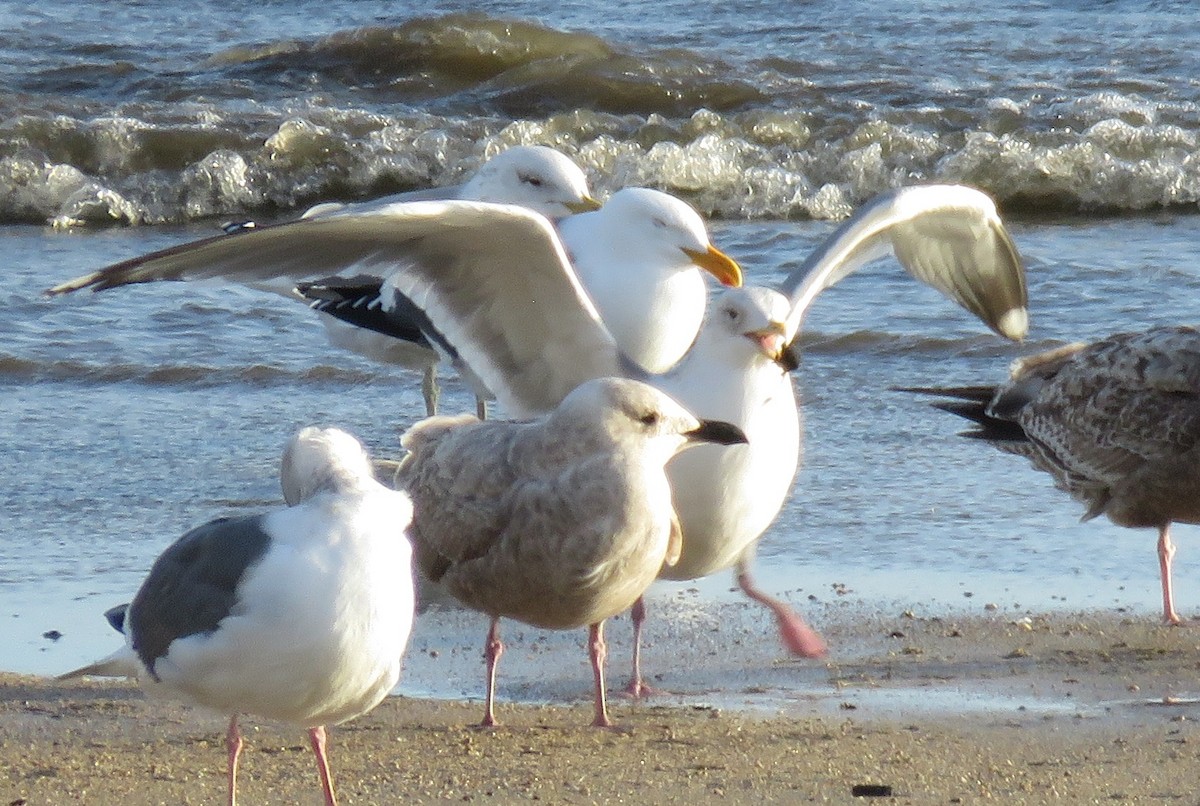 Herring Gull (Vega) - ML538221671