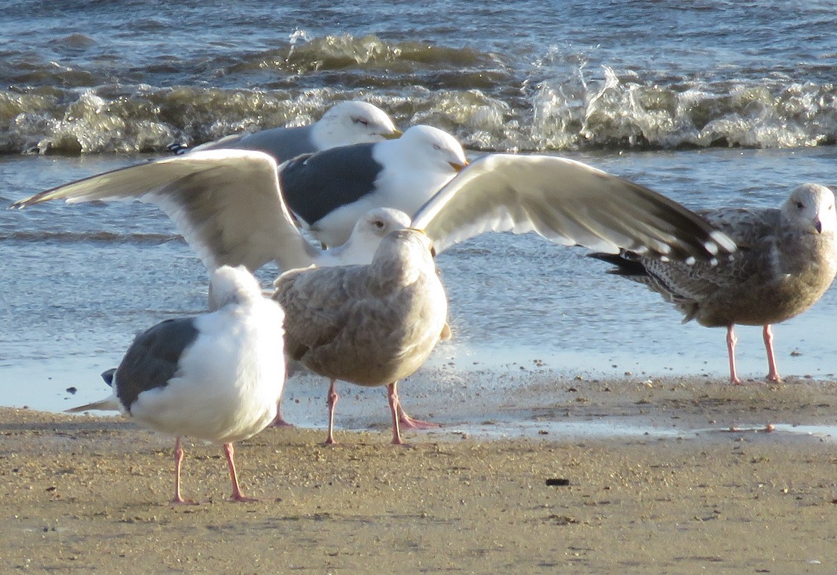 Herring Gull (Vega) - ML538221701