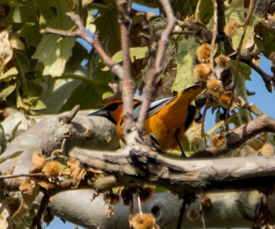 Bullock's Oriole - ML53822191