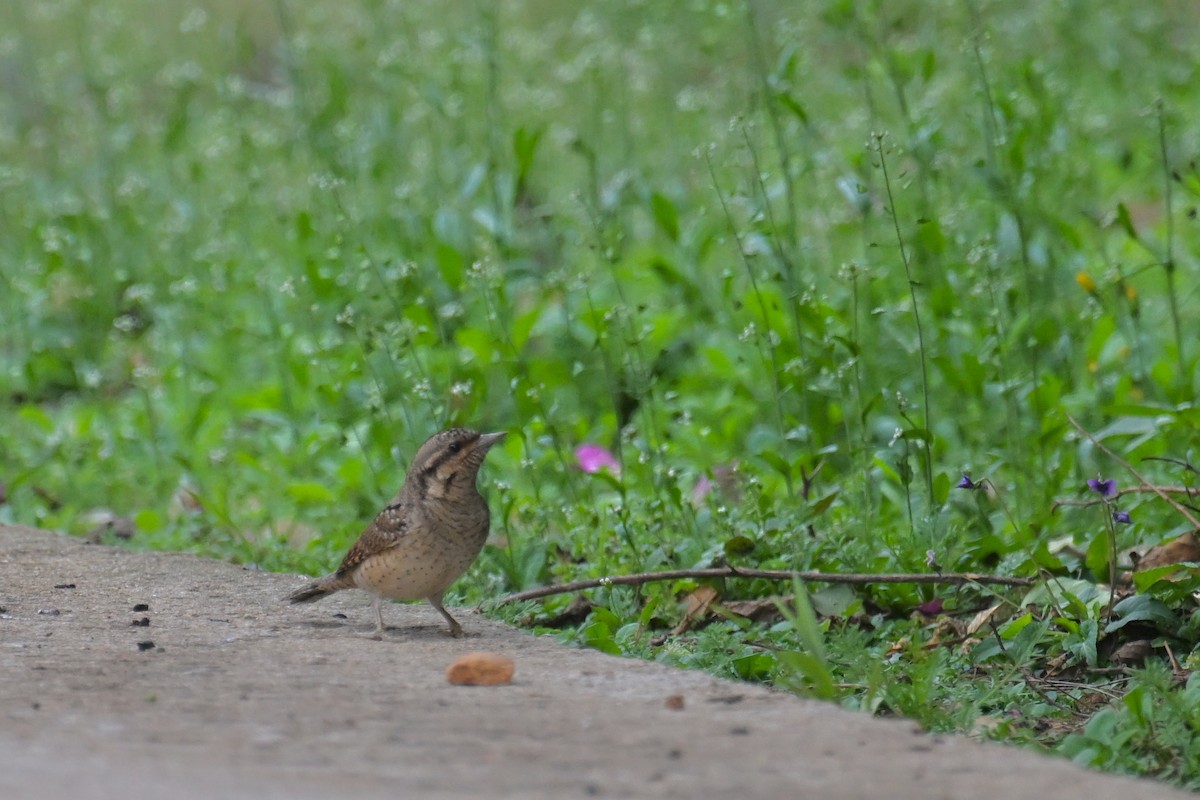 Eurasian Wryneck - Ting-Wei (廷維) HUNG (洪)