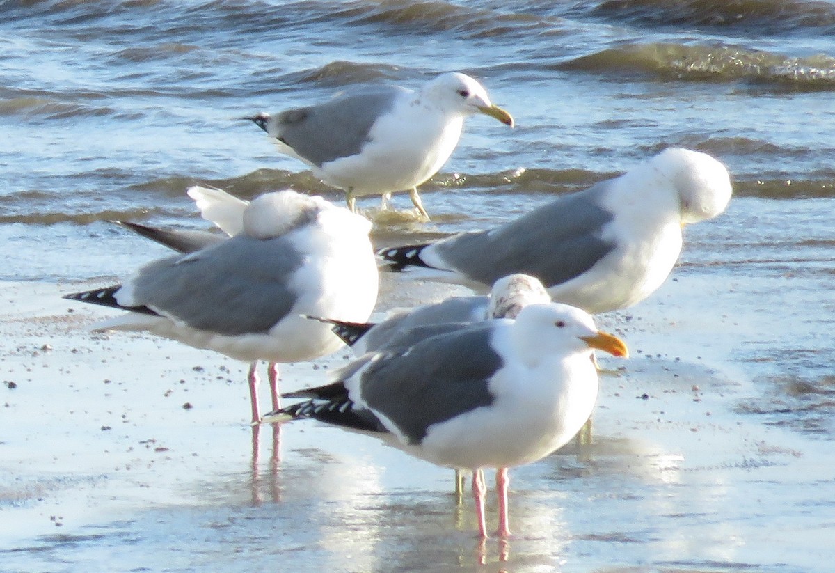 Herring Gull (Vega) - ML538222021