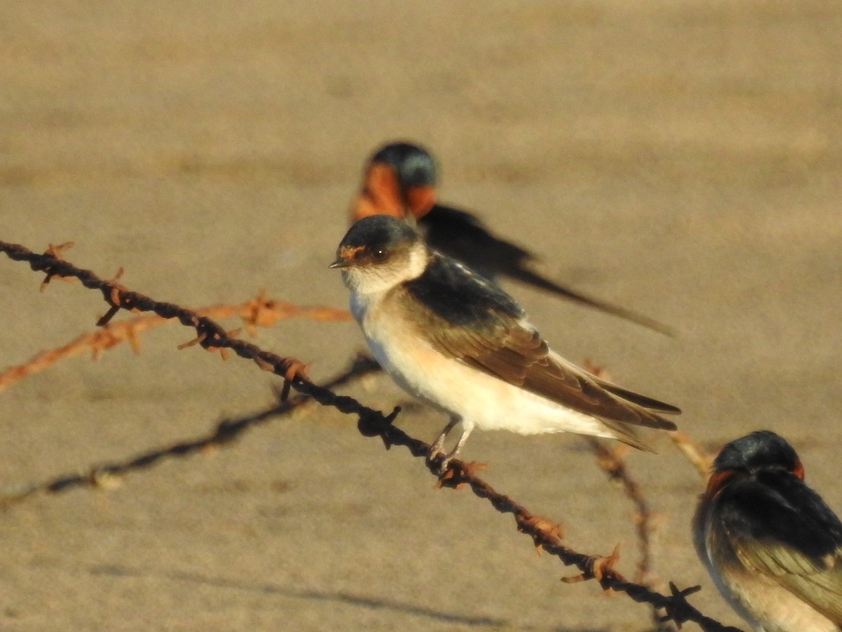 Golondrina Arborícola - ML53822321