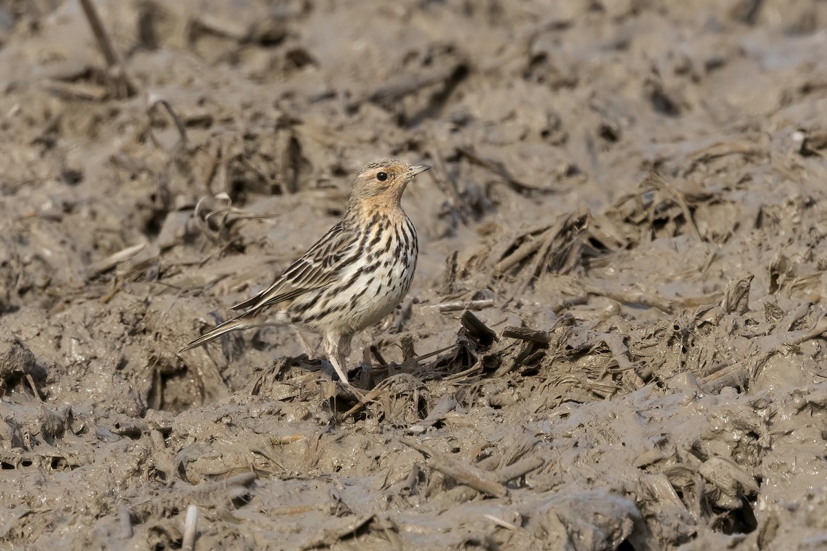 Red-throated Pipit - Delfin Gonzalez