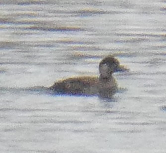 Common Scoter - ML538223621