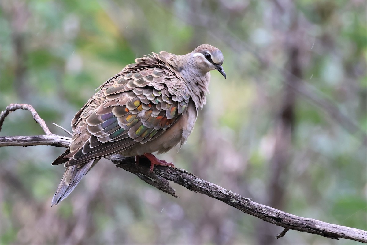 Common Bronzewing - ML538225331