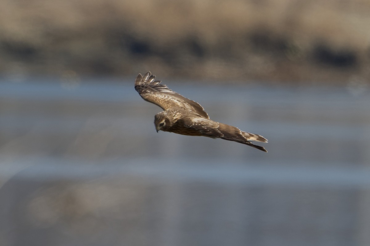 Hen Harrier - Robert Cousins