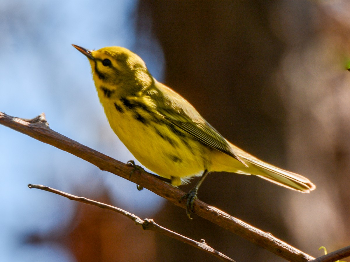 Prairie Warbler - ML53822591