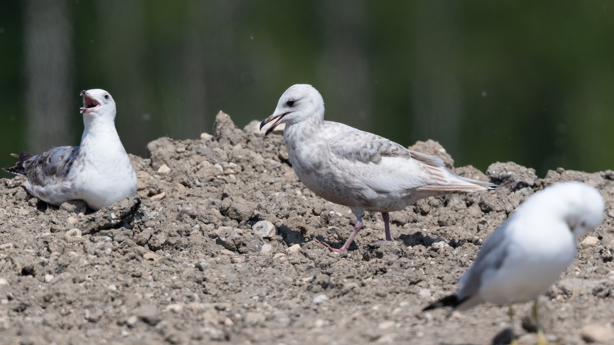 Gaviota Groenlandesa (thayeri) - ML538227871