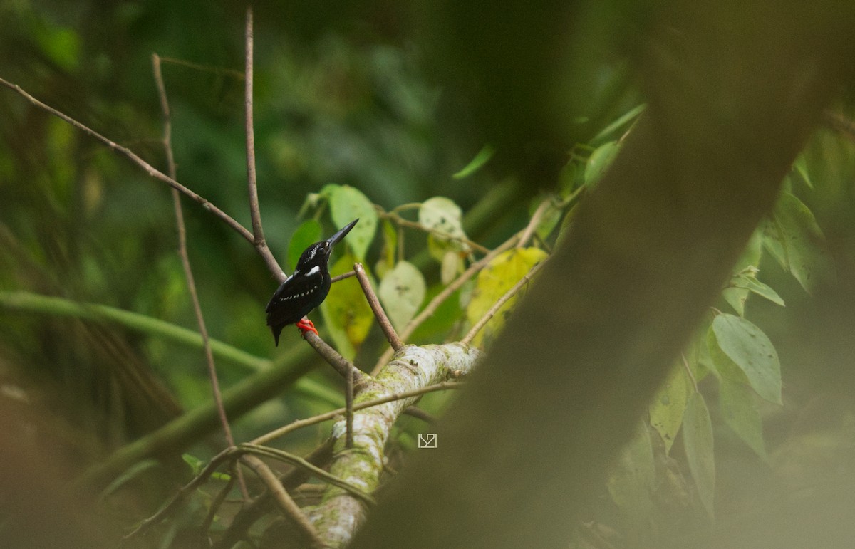 Southern Silvery-Kingfisher - ML538227981