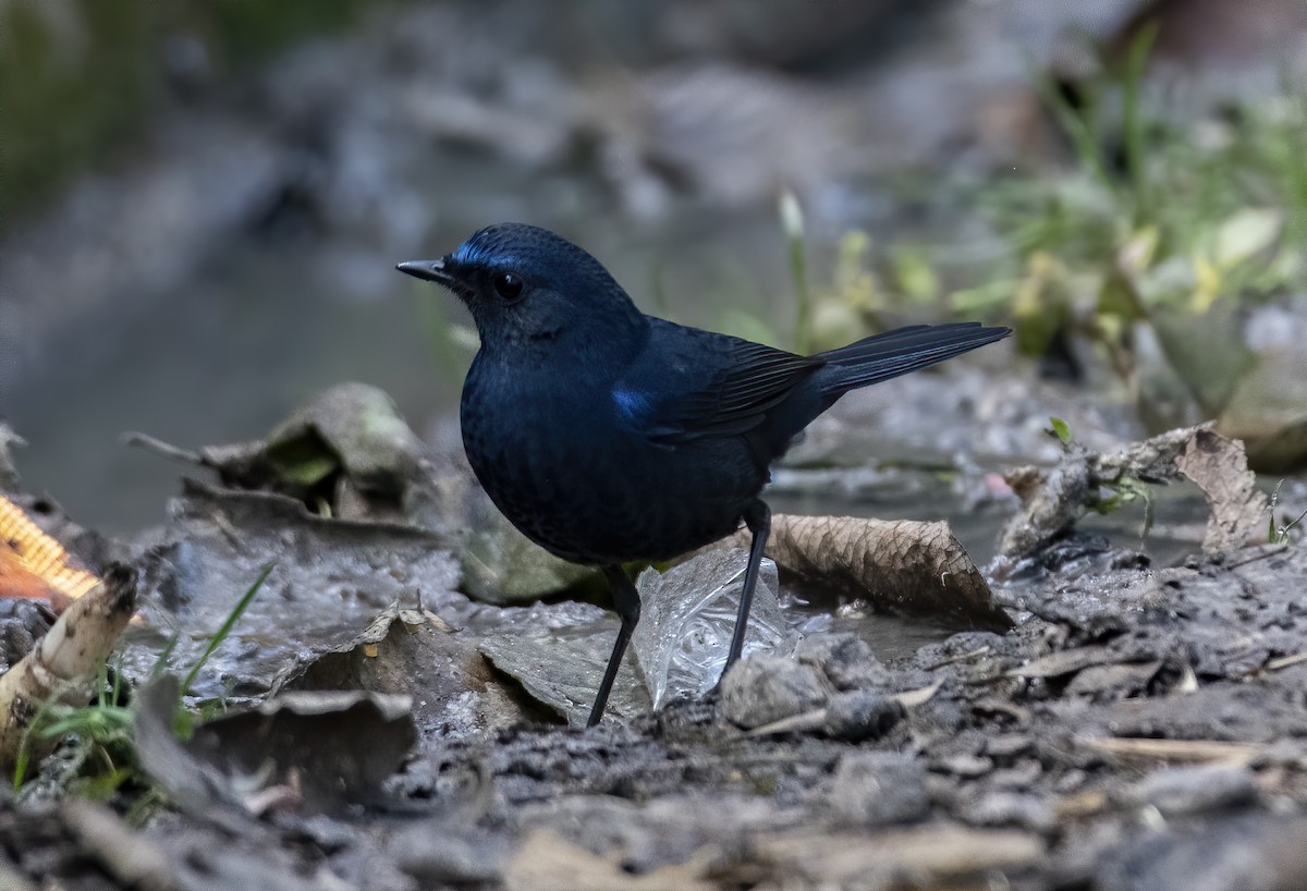 Blue-fronted Robin - ML538228341