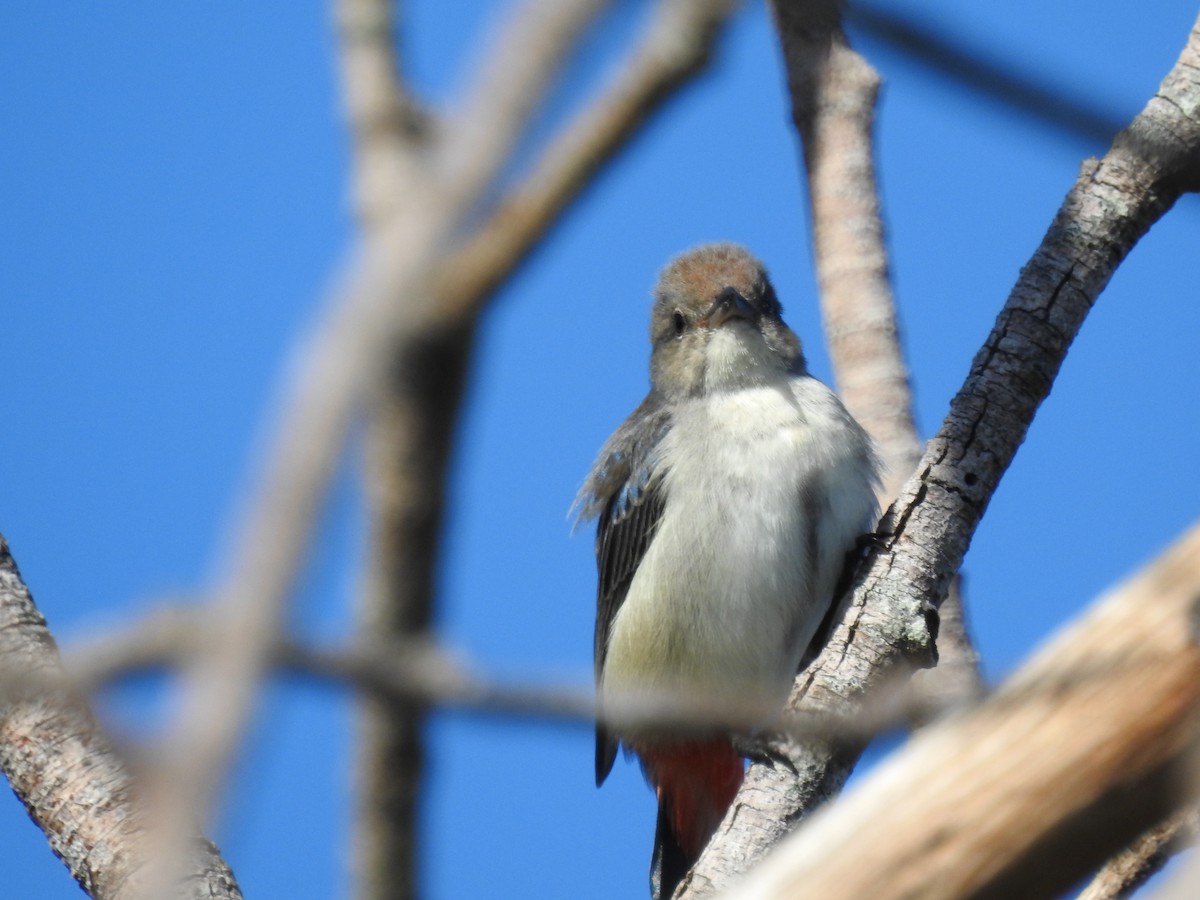 Mistletoebird - ML53822841