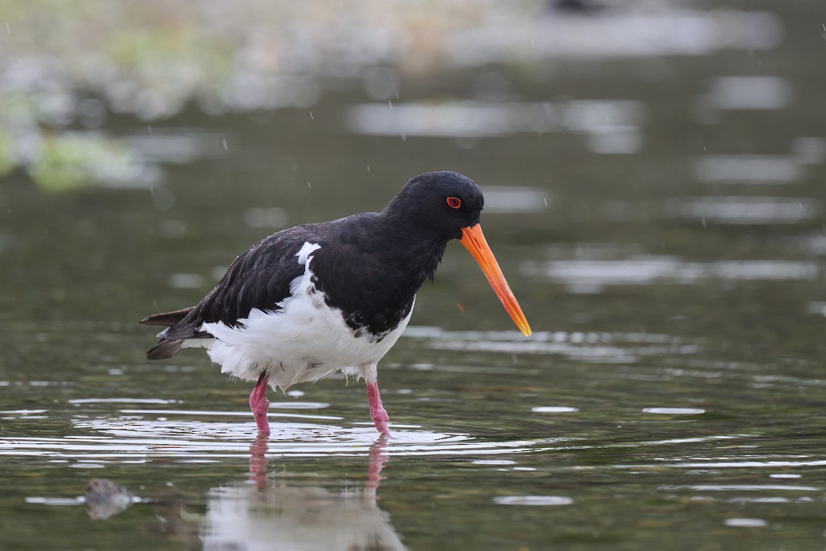 South Island Oystercatcher - Nick Beckwith