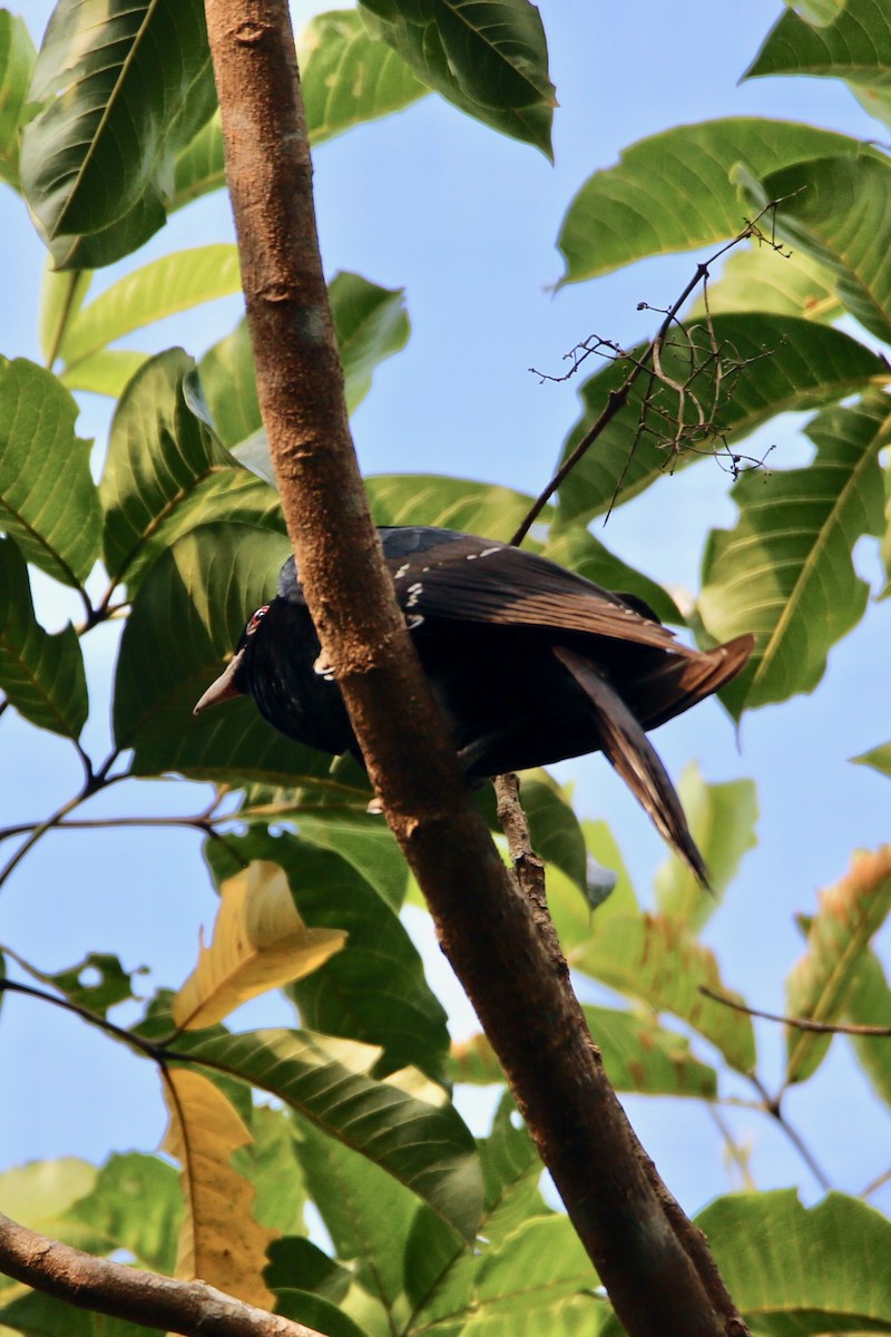 Indian Blackbird - ML538228781
