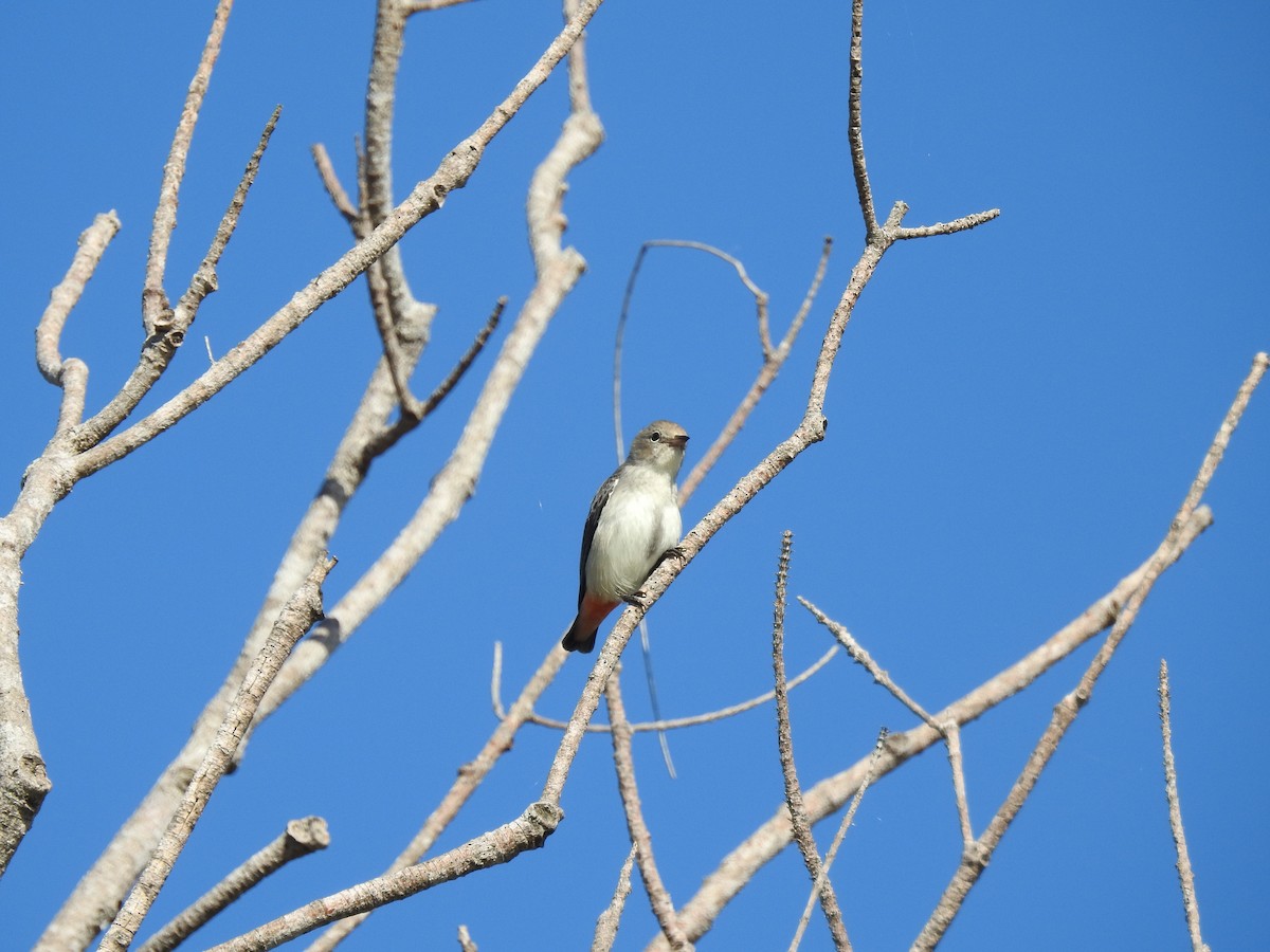 Mistletoebird - ML53822931