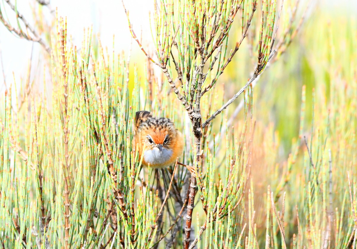 Southern Emuwren - ML538229421