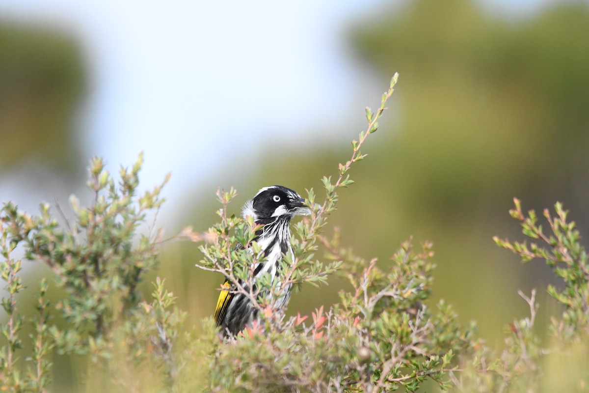 New Holland Honeyeater - ML538229581