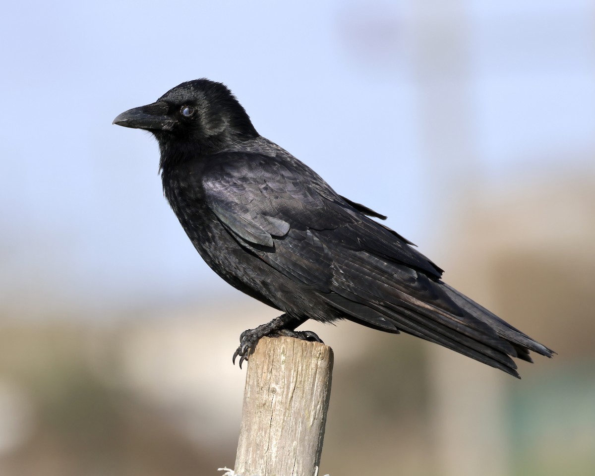 Carrion Crow - ML538230261