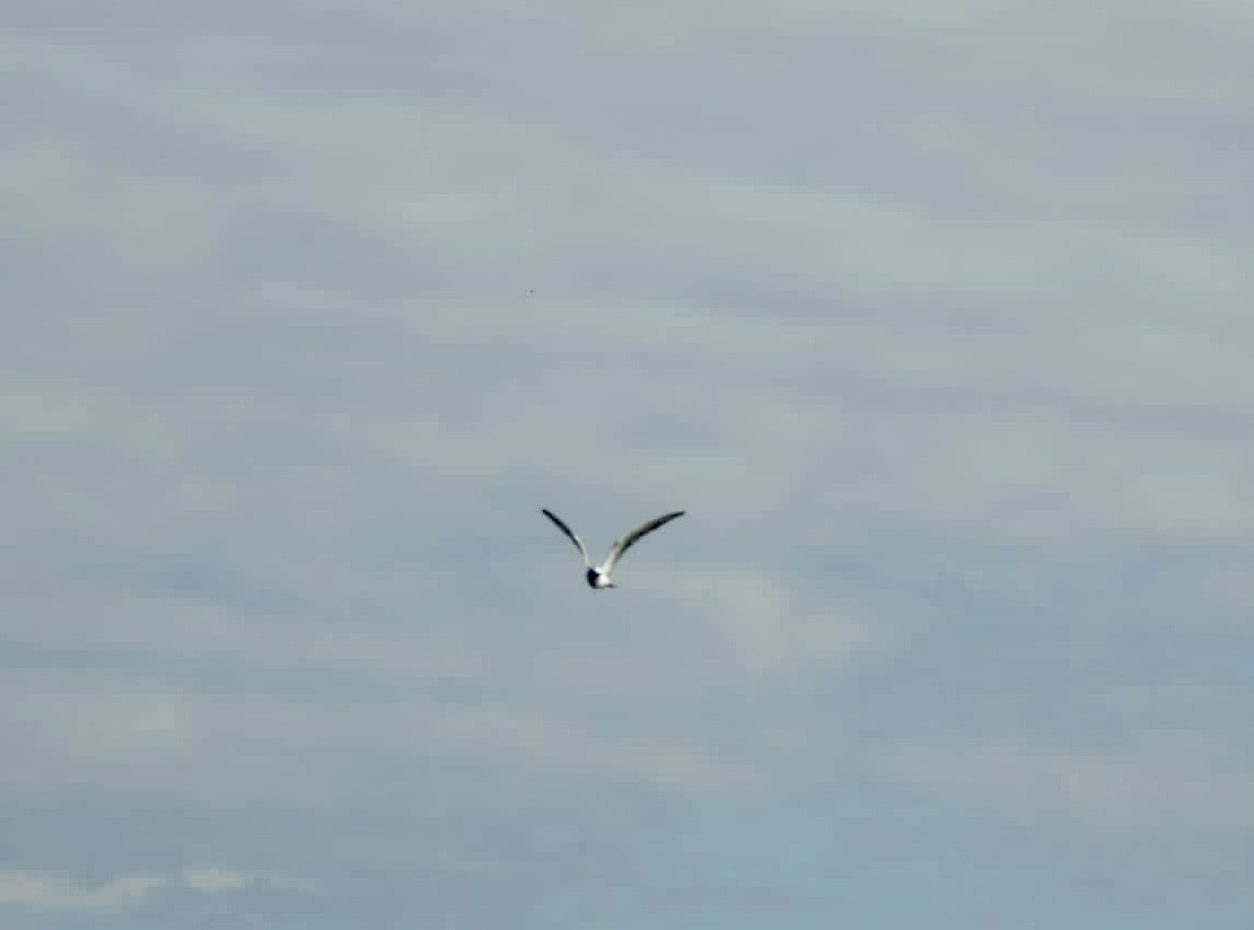 White-winged Tern - ML538230601