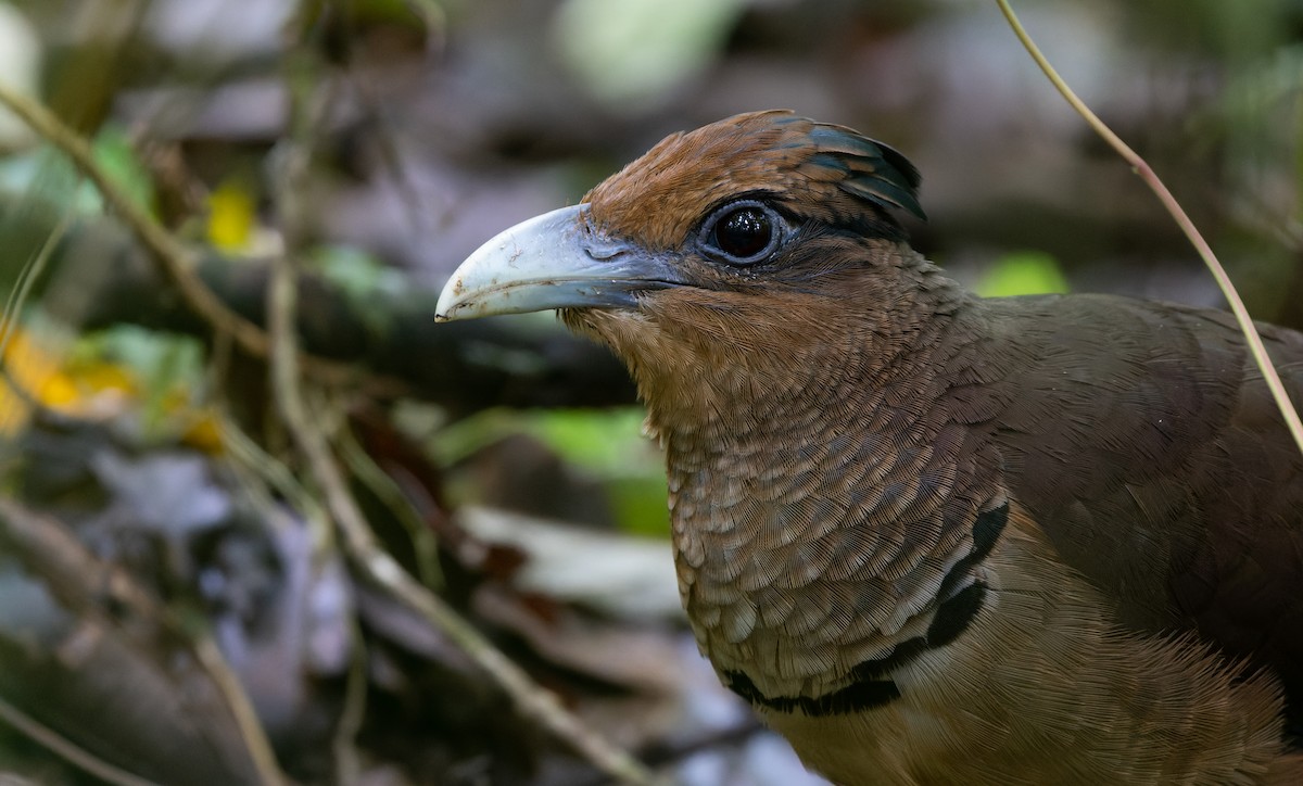 Rufous-vented Ground-Cuckoo - ML538231041