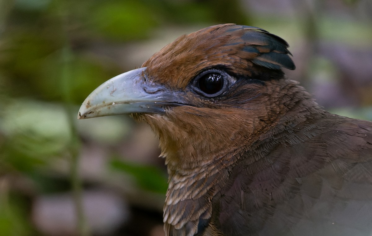 Rufous-vented Ground-Cuckoo - ML538231061