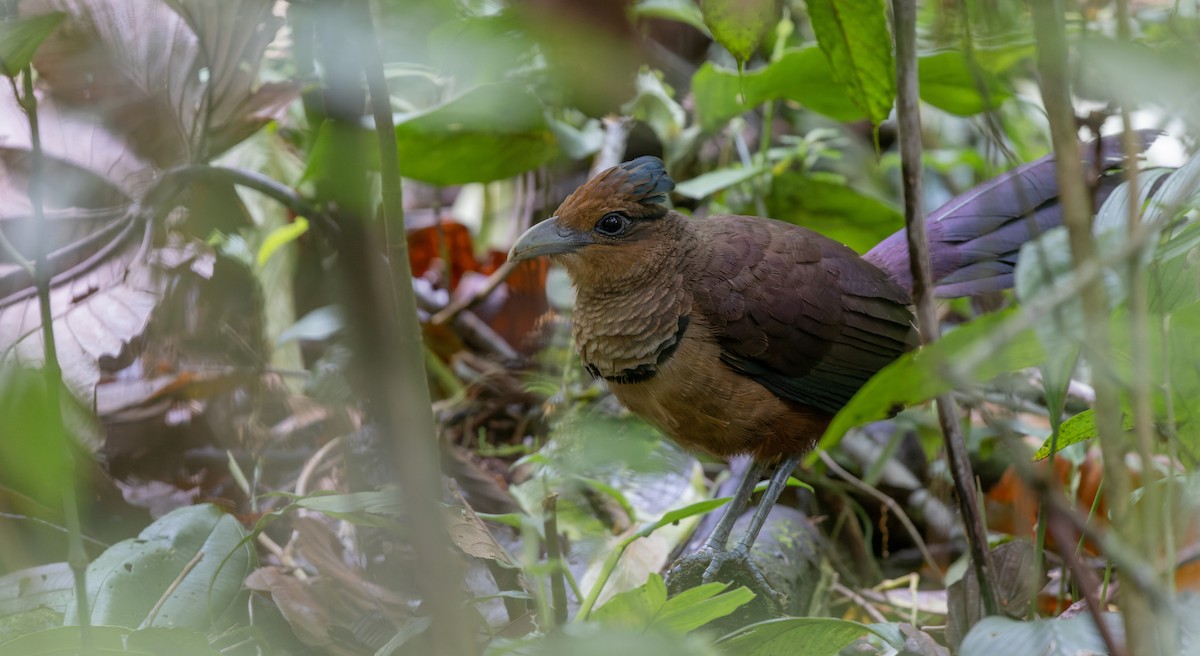 Rufous-vented Ground-Cuckoo - ML538231111