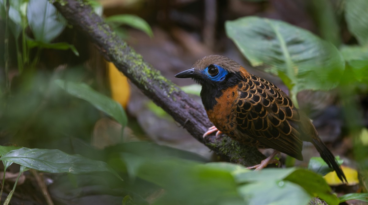 Ocellated Antbird - ML538231221