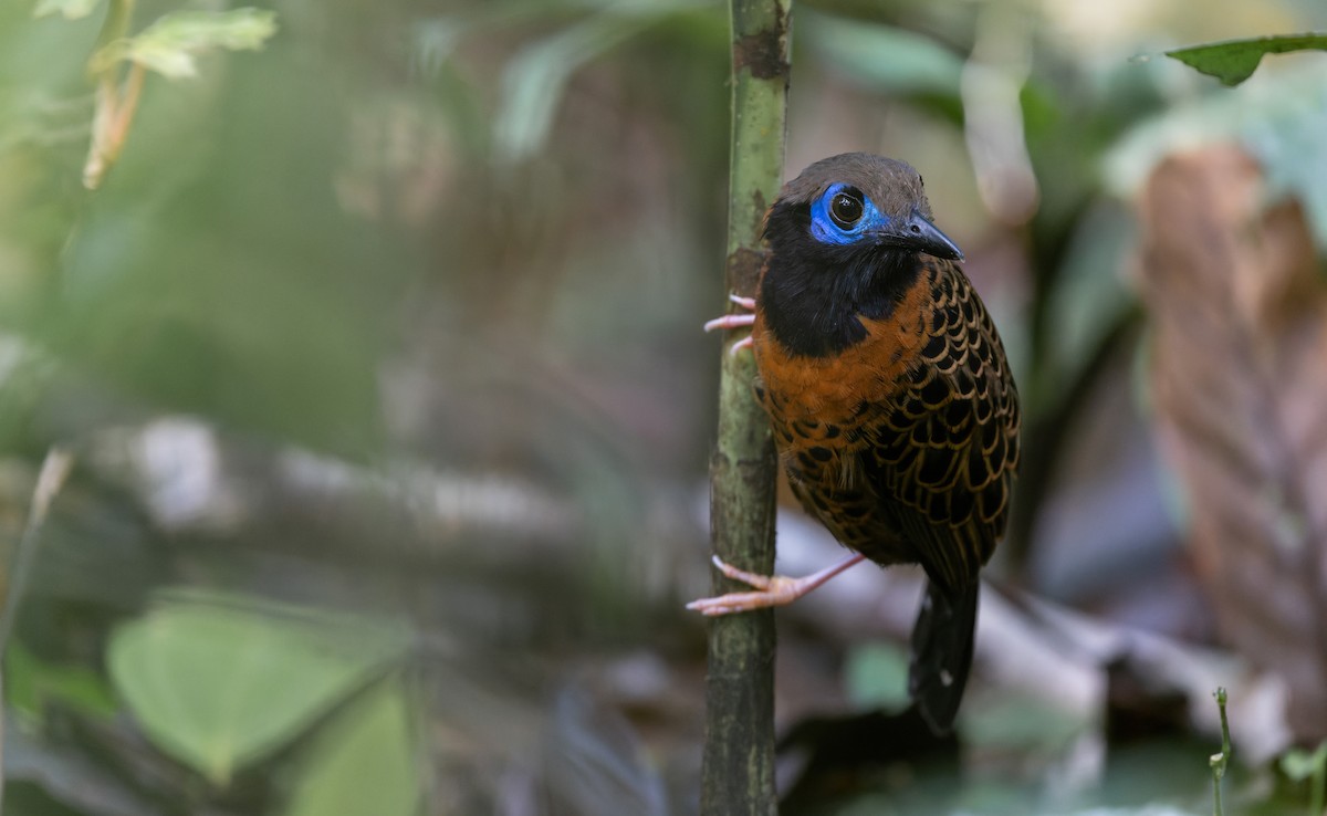 Ocellated Antbird - ML538231231