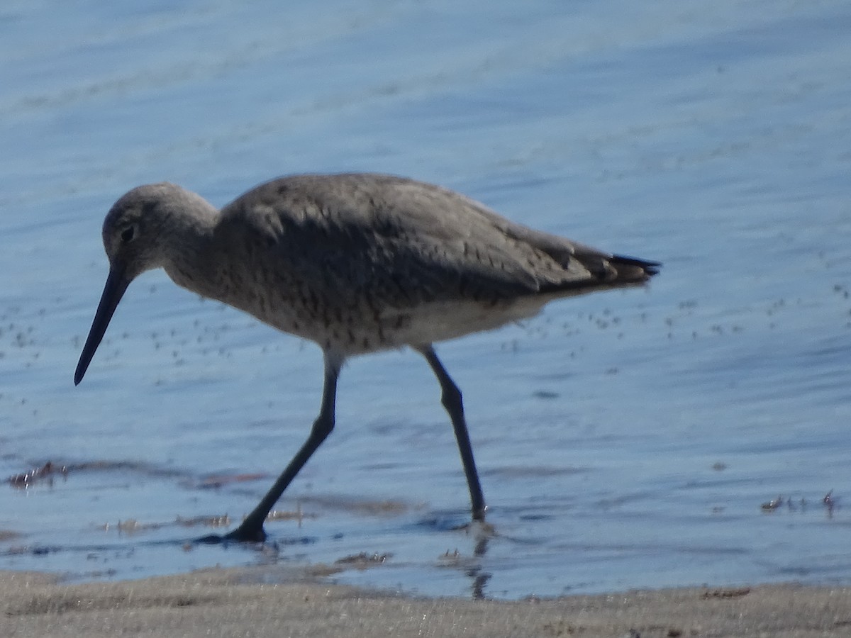 Willet - ML53823161