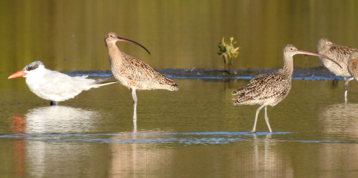 Far Eastern Curlew - ML53823251