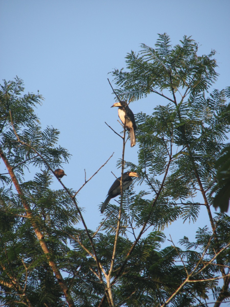 West African Pied Hornbill - ML538232561