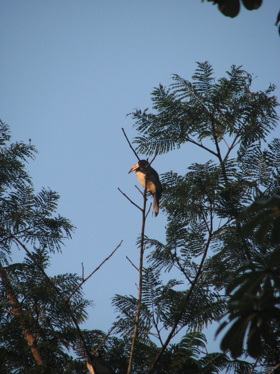 West African Pied Hornbill - ML538232571