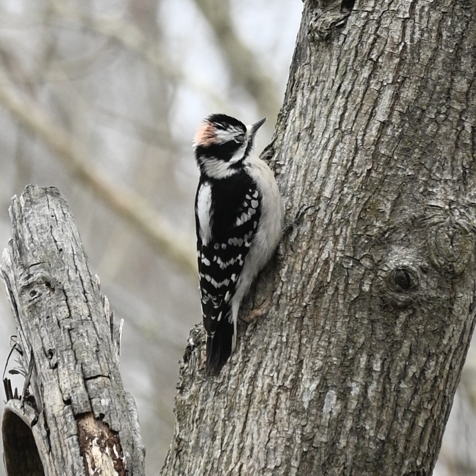 Downy Woodpecker - ML538234161