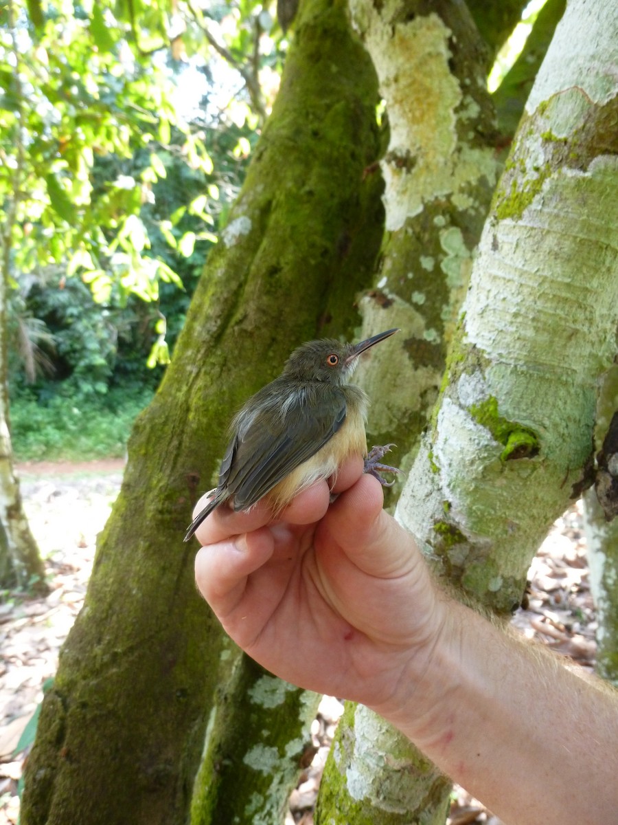 Kemp's Longbill - ML538235811