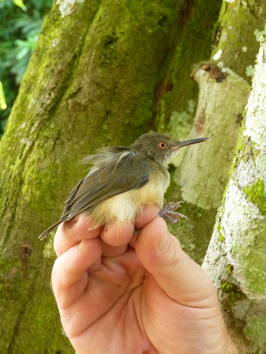 Kemp's Longbill - ML538235821