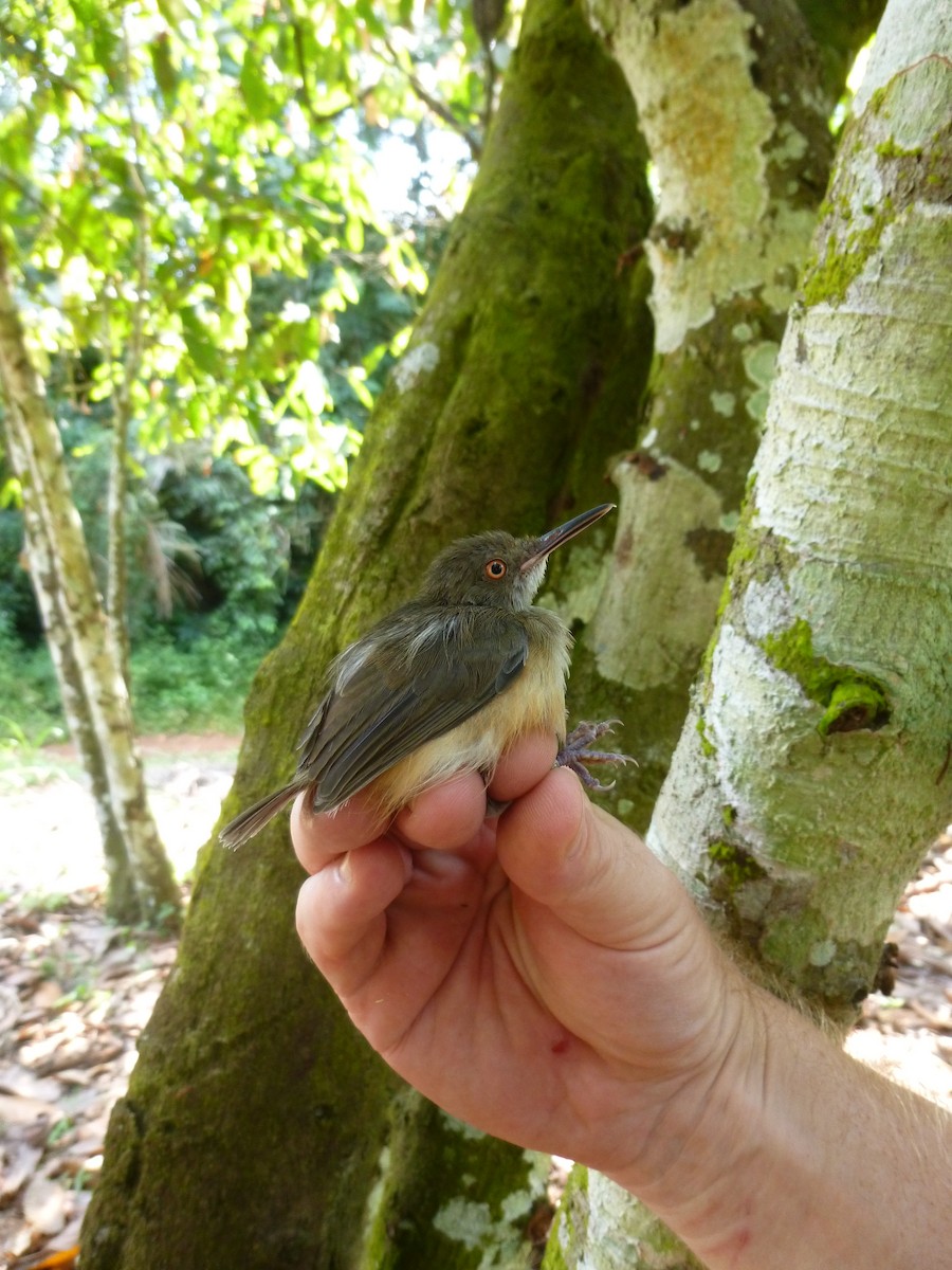 Kemp's Longbill - Thomas Churchyard