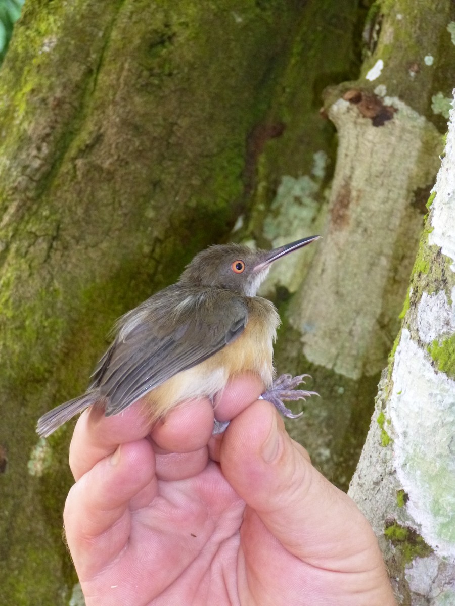 Kemp's Longbill - ML538235841