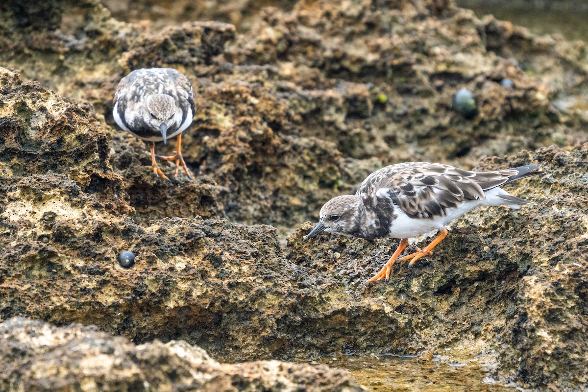 Ruddy Turnstone - ML538236061