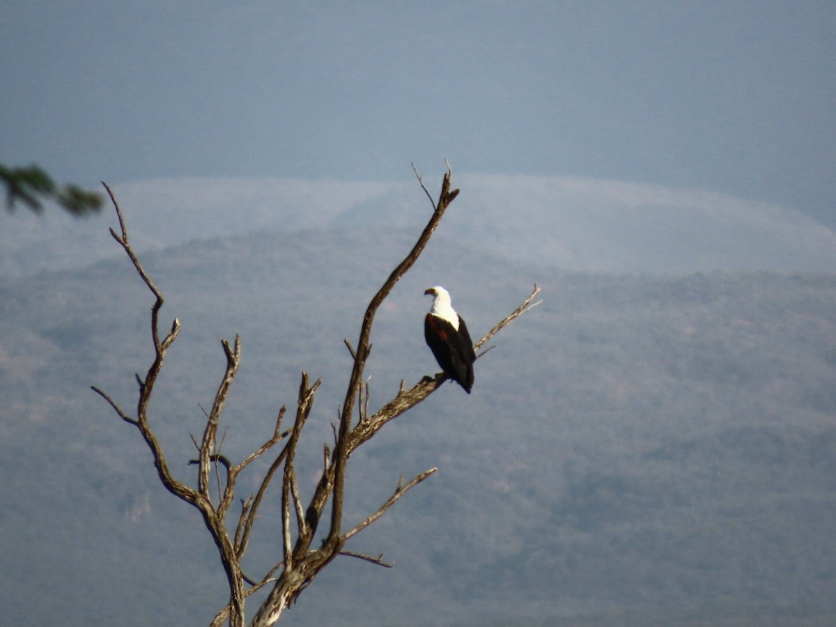 African Fish-Eagle - ML538236201