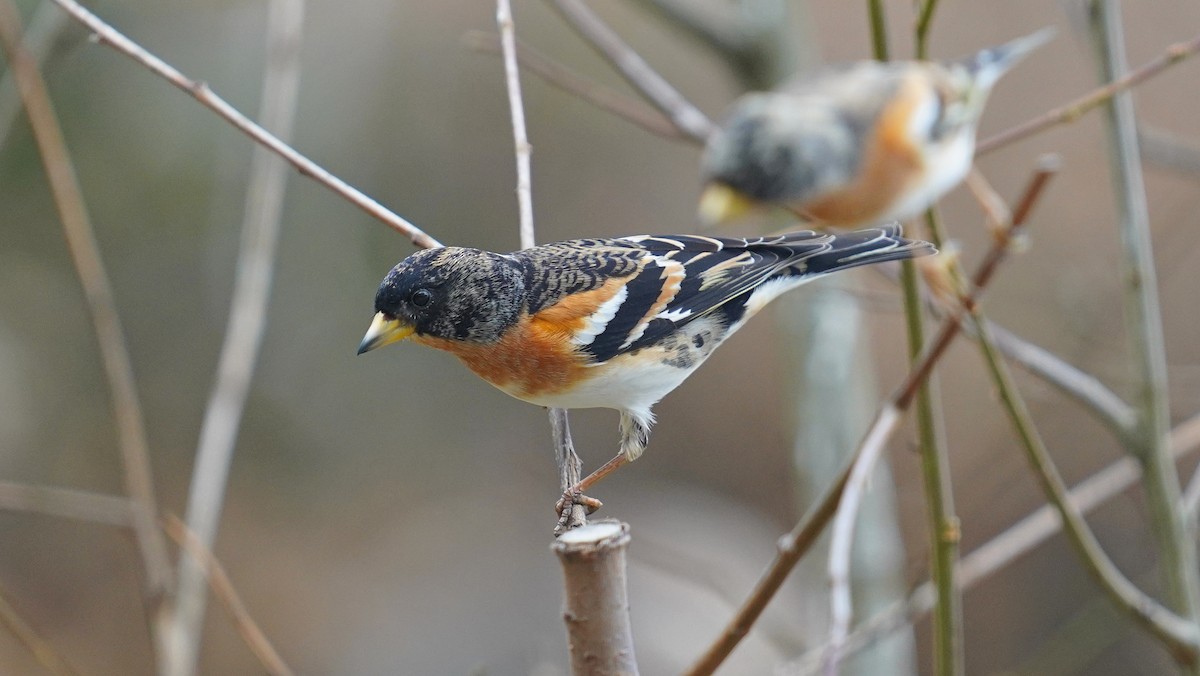 Brambling - Paulo Belo