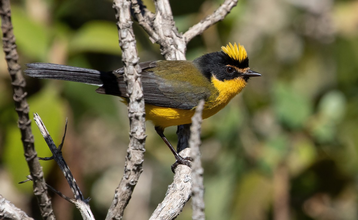 Yellow-crowned Redstart - ML538236841