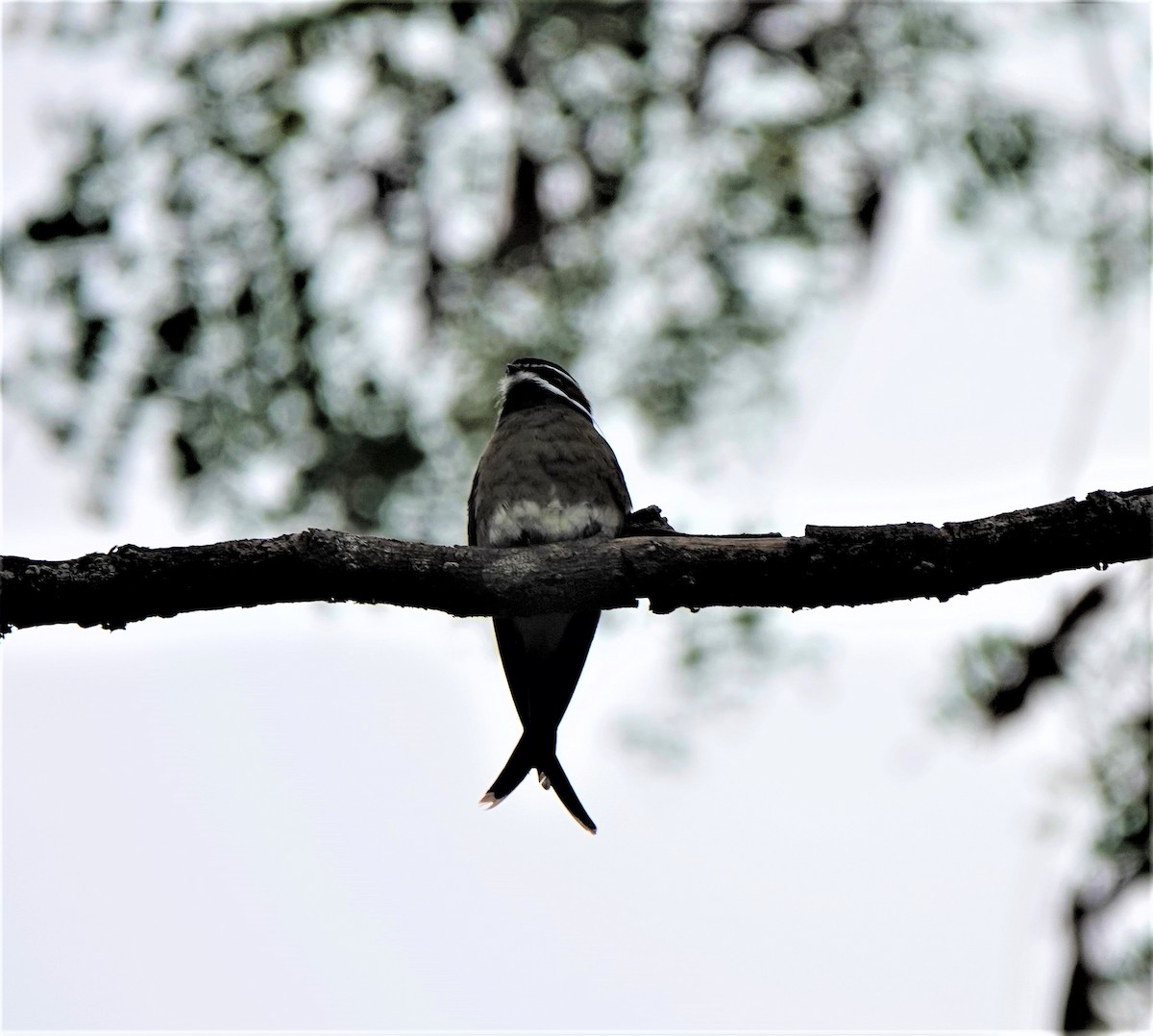 Whiskered Treeswift - ML538237441