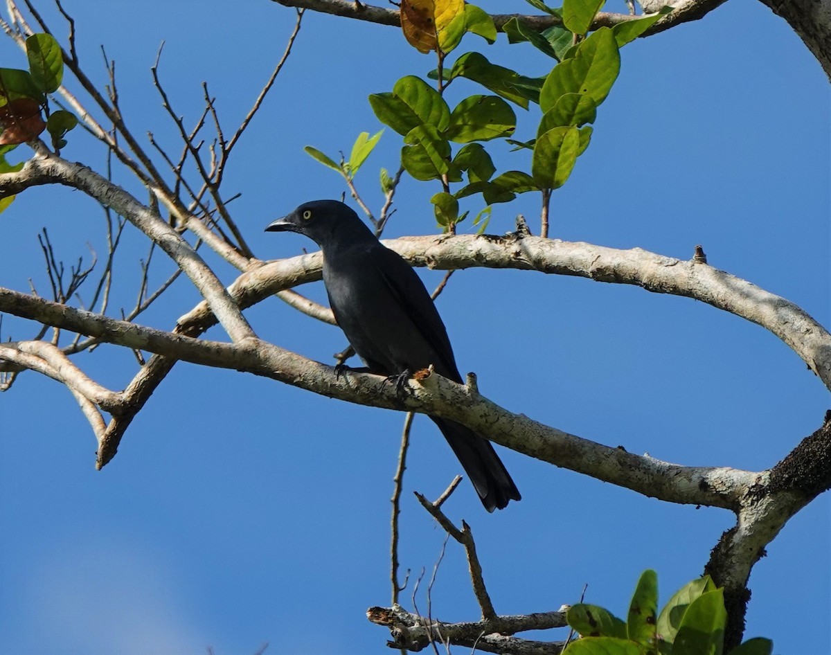 Bar-bellied Cuckooshrike - ML538237581