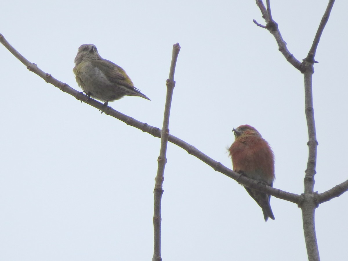 Red Crossbill - ML53823781