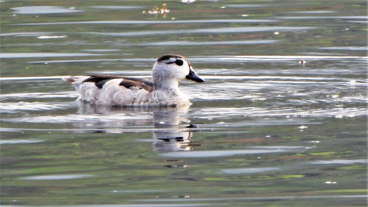 Cotton Pygmy-Goose - ML538237811