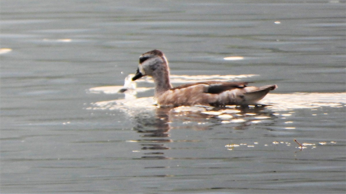 Cotton Pygmy-Goose - ML538237821