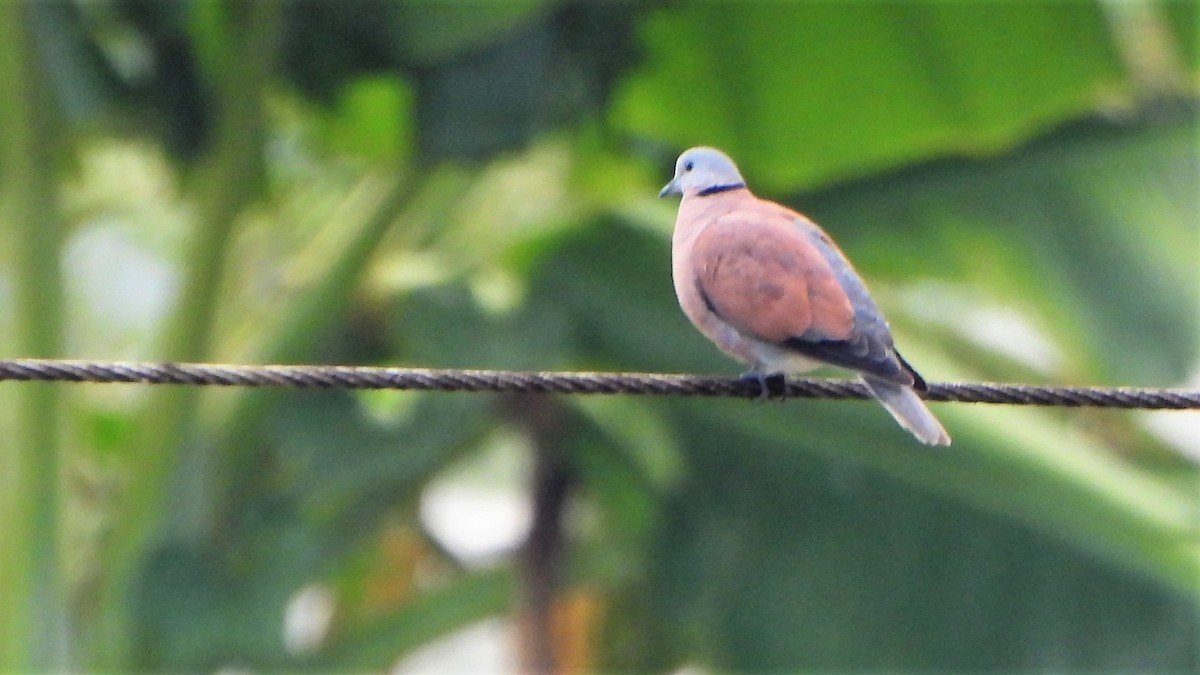 Red Collared-Dove - ML538237931