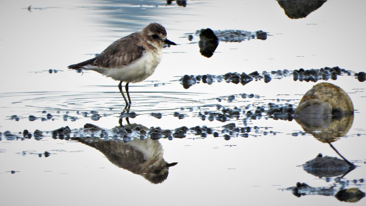 Tibetan Sand-Plover - ML538237951