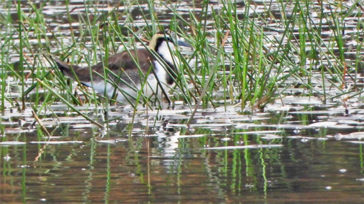 Jacana à longue queue - ML538237971