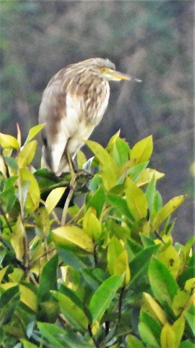 Indian Pond-Heron - ML538238051